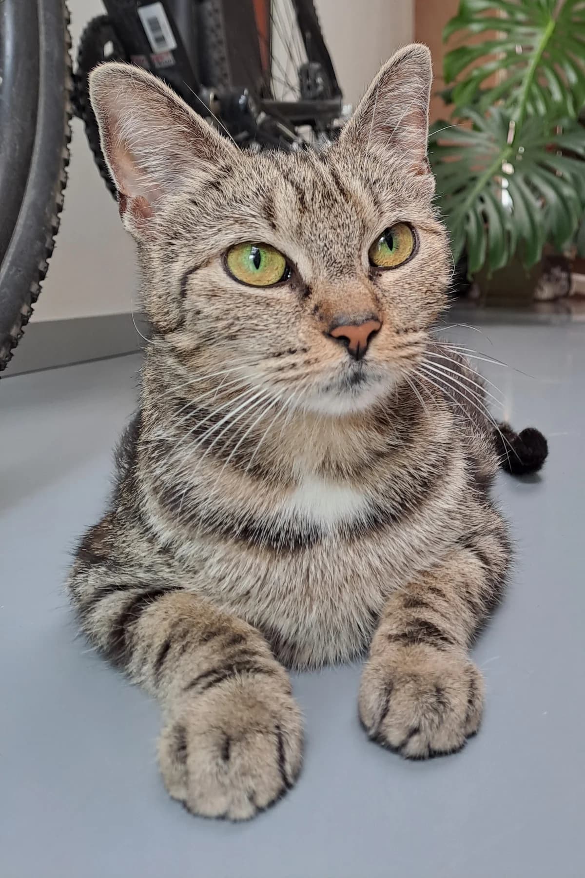 Luna, getekend female young Mixed Breed for adoption at Kat Zoekt Thuis vzw