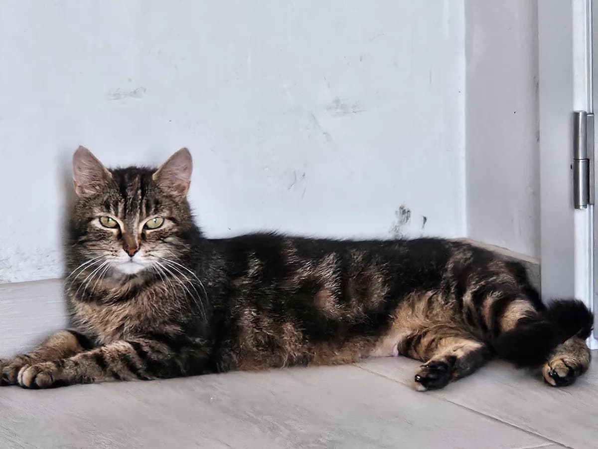 Millie, getekend female young Mixed Breed for adoption at Kat Zoekt Thuis vzw