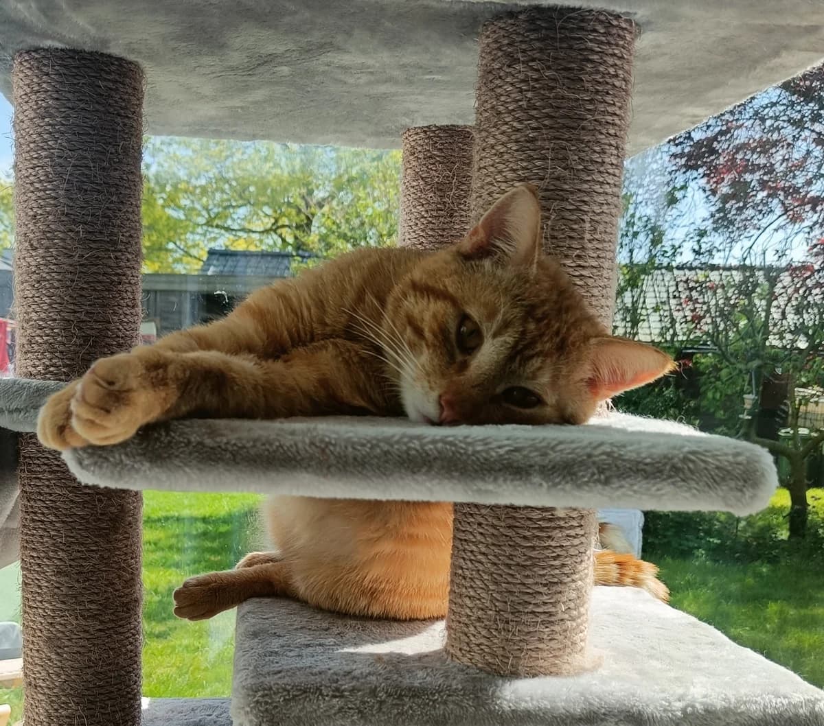 Obelix, getekend male young Mixed Breed for adoption at Kat Zoekt Thuis vzw