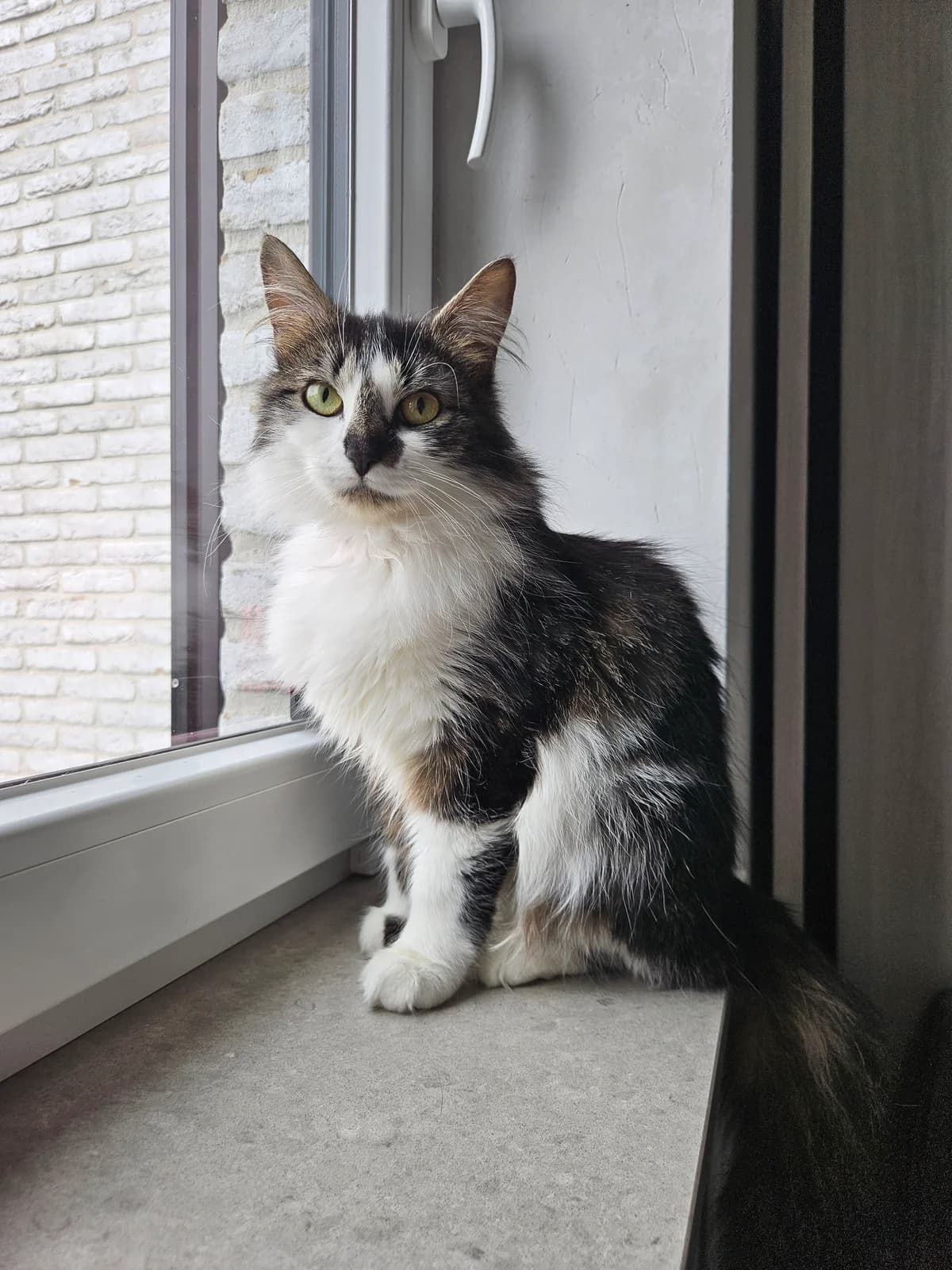 Queenie, getekend female young Mixed Breed for adoption at Kat Zoekt Thuis vzw