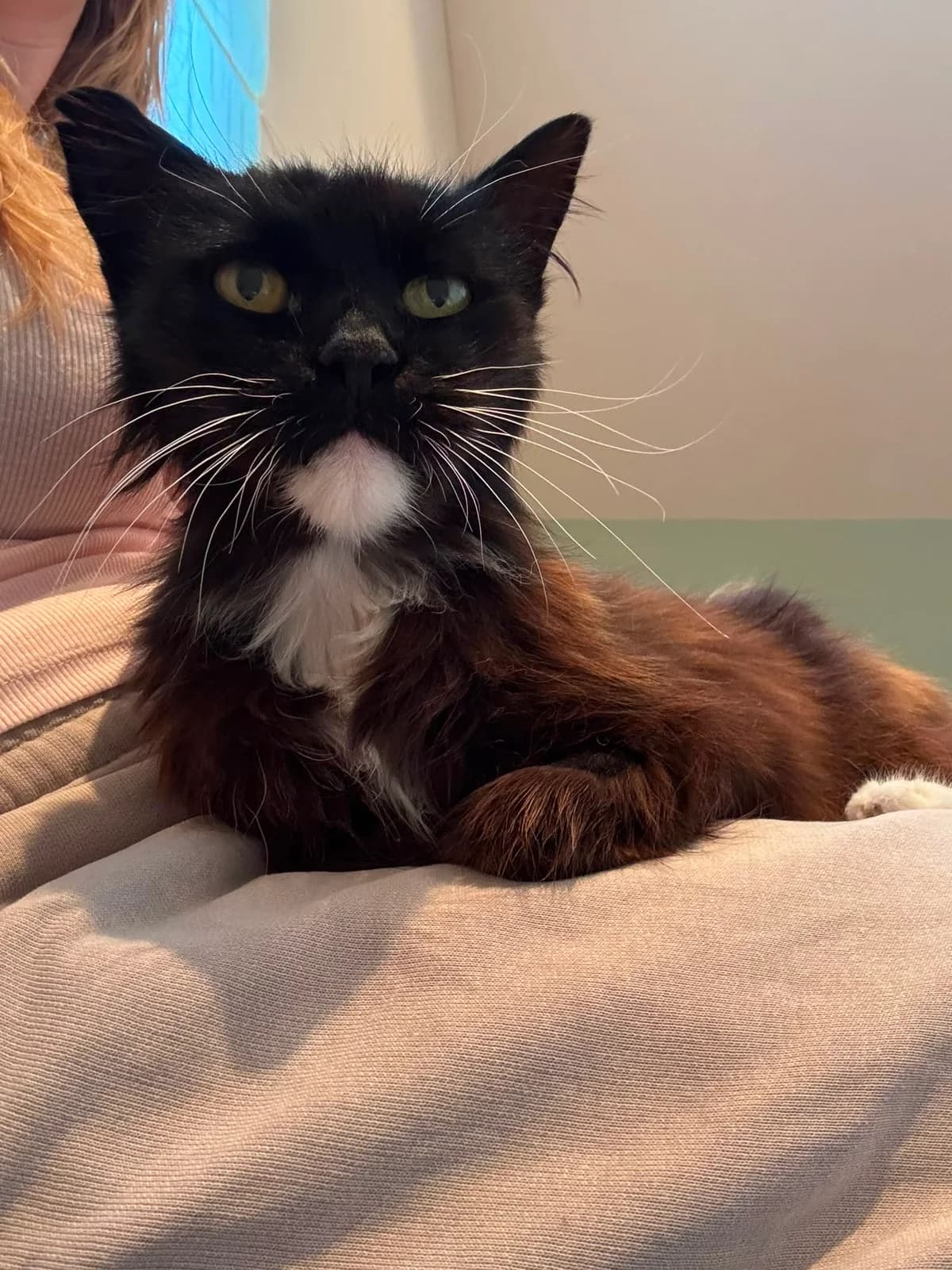 Rudy, getekend male senior Mixed Breed for adoption at Kat Zoekt Thuis vzw