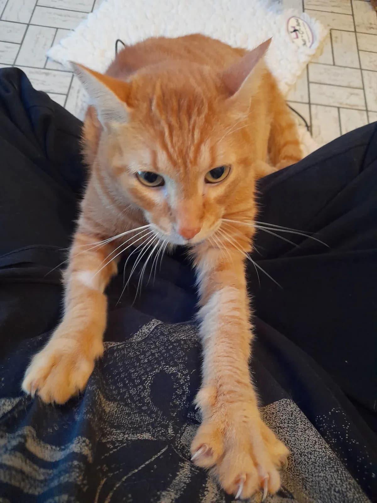 Toto, getekend male senior Mixed Breed for adoption at Kat Zoekt Thuis vzw
