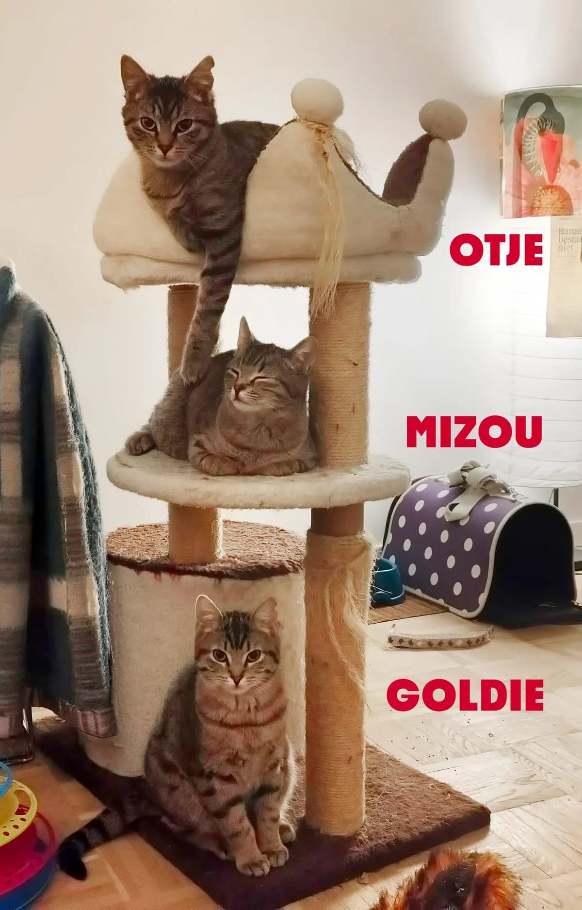 Trio Goldie, Mizou en Otje, getekend female puppy Mixed Breed for adoption at Kat Zoekt Thuis vzw