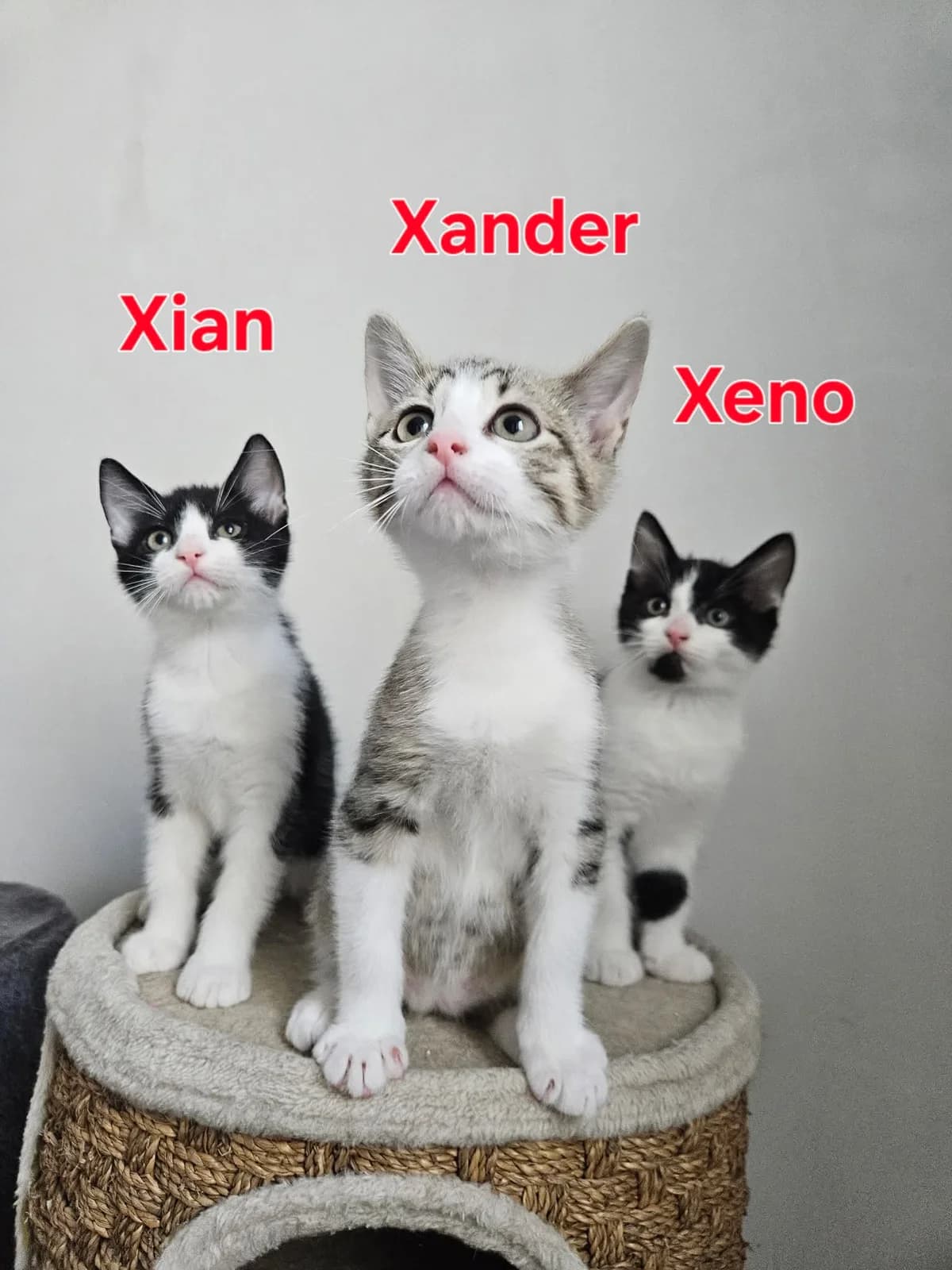 Trio Xander, Xian & Xeno, getekend male puppy Mixed Breed for adoption at Kat Zoekt Thuis vzw