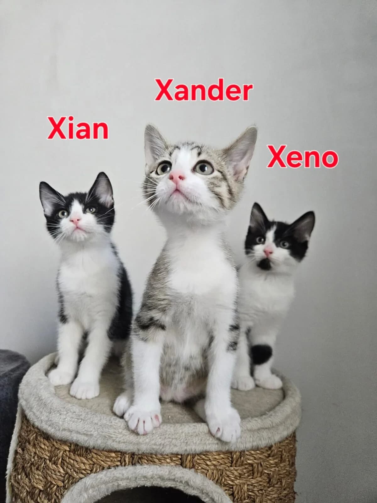 Trio Xander, Xian & Xeno, getekend male puppy Mixed Breed for adoption at Kat Zoekt Thuis vzw
