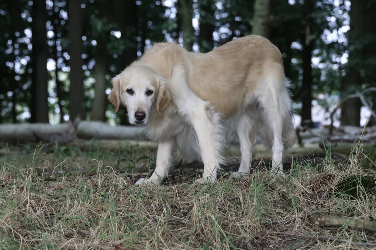 Kootje, female senior Mixed Breed for adoption at KFAAF, Belgium & Netherlands