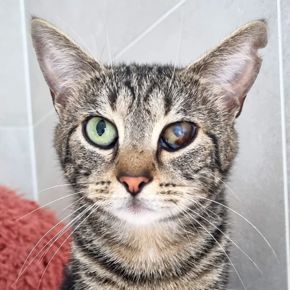 Celio, male Mixed Breed for adoption at Les Amis des Animaux, Wallonie