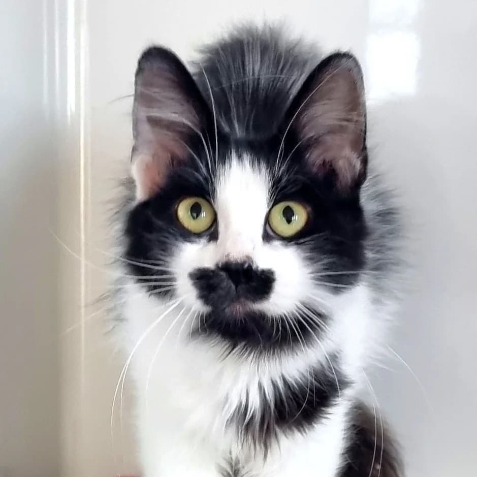 Esmé, female Mixed Breed for adoption at Les Amis des Animaux, Wallonie