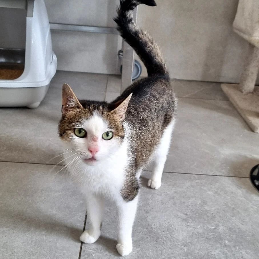 Grenadine, female Mixed Breed for adoption at Les Amis des Animaux, Wallonie