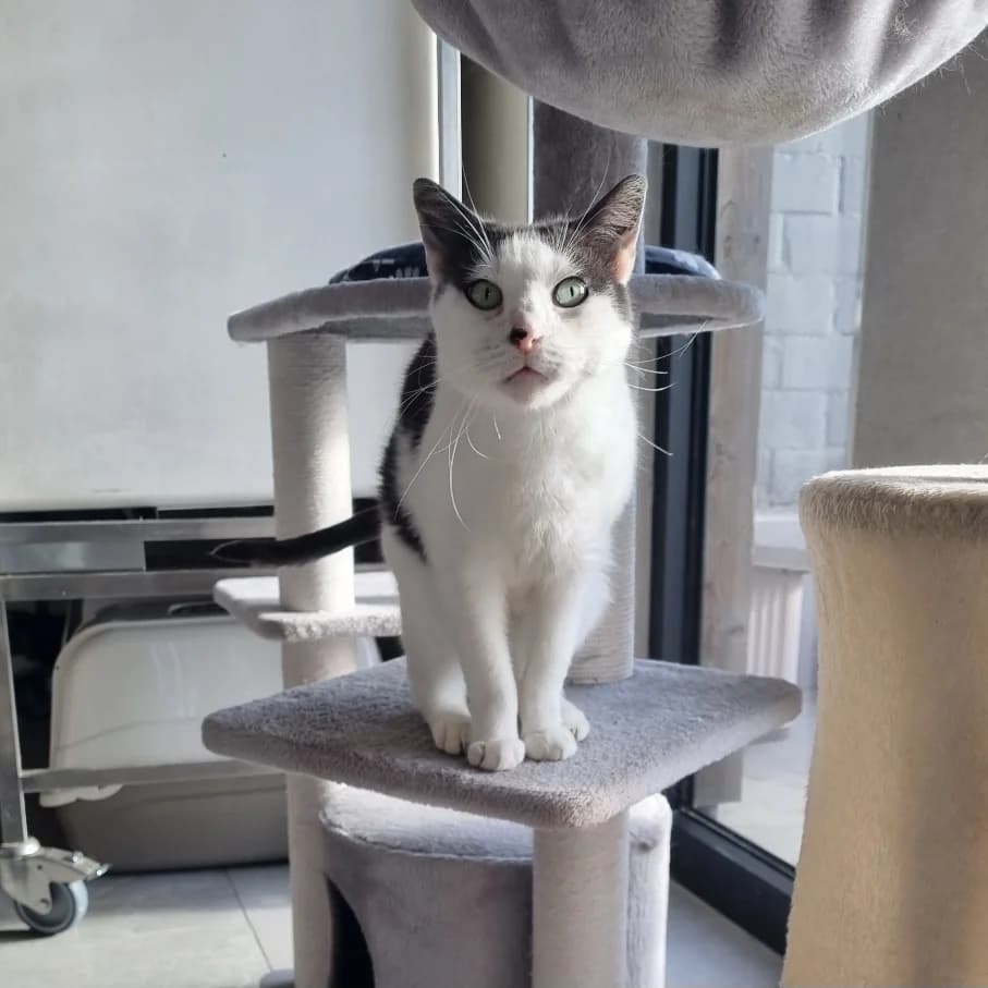 Guimauve, female Mixed Breed for adoption at Les Amis des Animaux, Wallonie