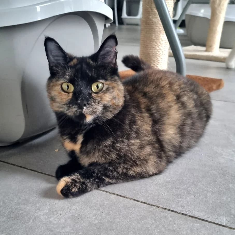 Kamala, female Mixed Breed for adoption at Les Amis des Animaux, Wallonie