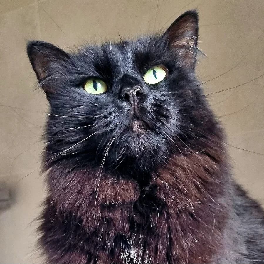 Manny Le Mammouth, male Mixed Breed for adoption at Les Amis des Animaux, Wallonie