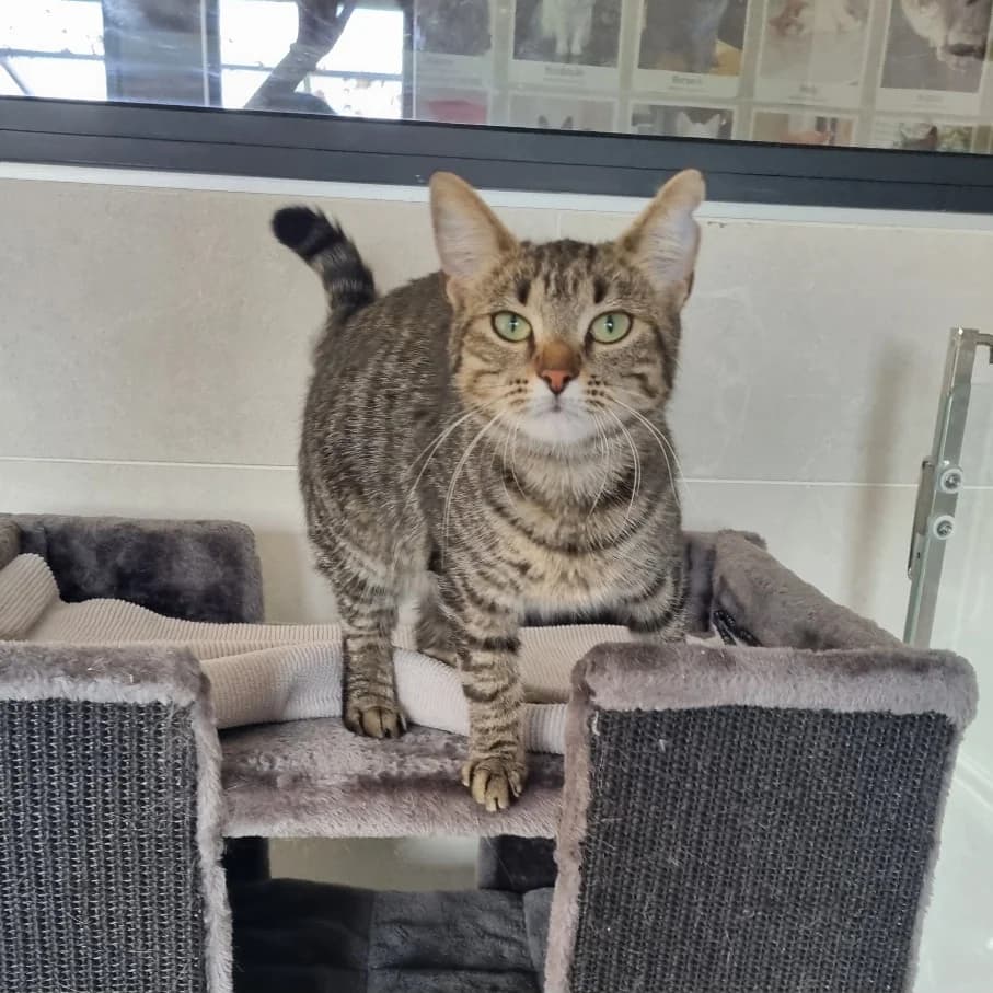 Paloma, female Mixed Breed for adoption at Les Amis des Animaux, Wallonie