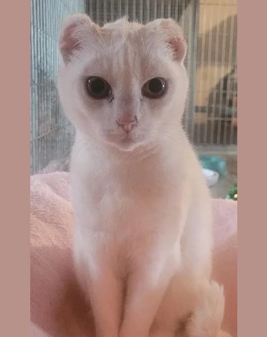 Snow, female Mixed Breed for adoption at Les Coussinets du Coeur