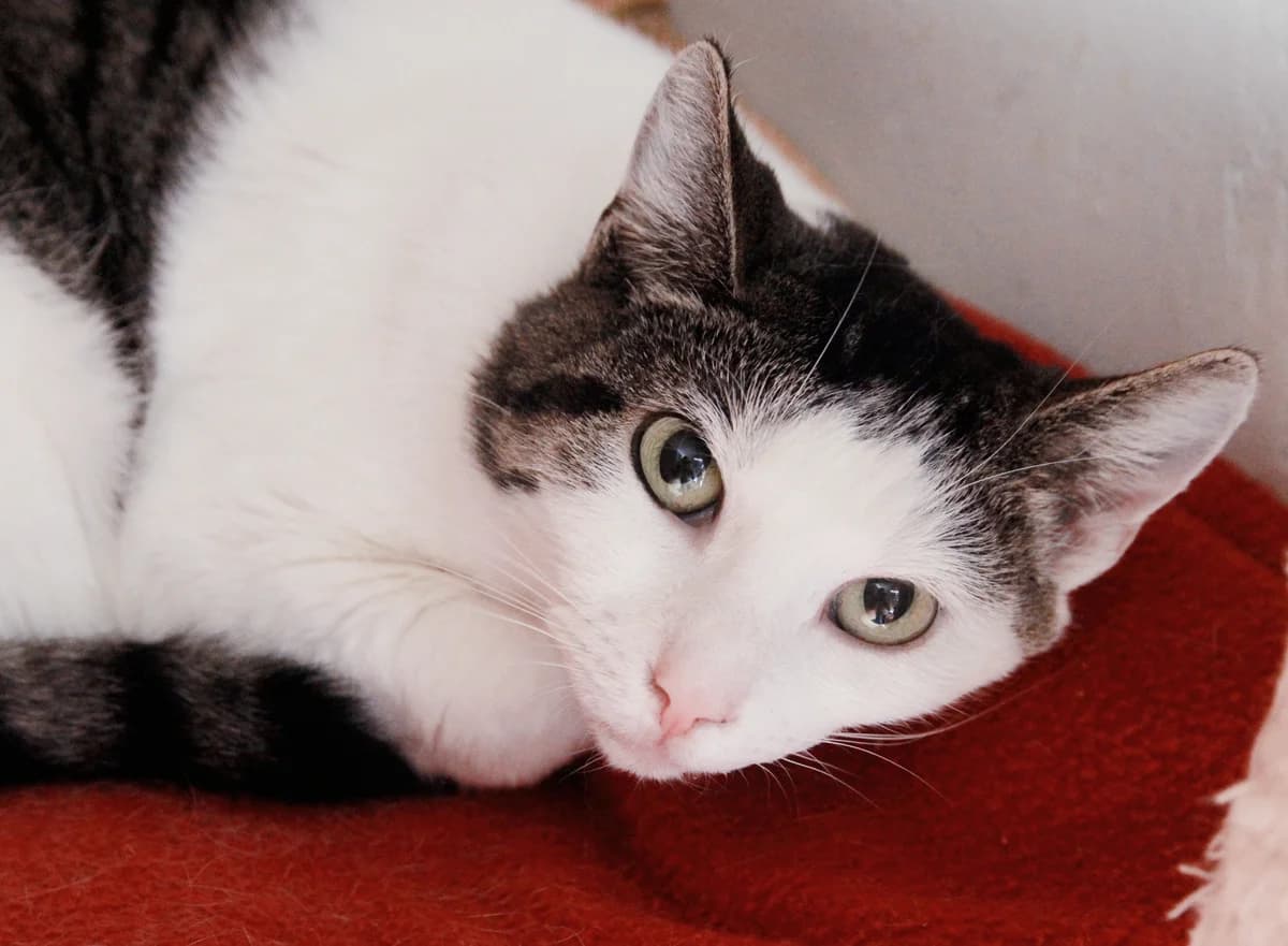 Alix/ Arthurine, female Mixed Breed for adoption at Les Coussinets du Coeur