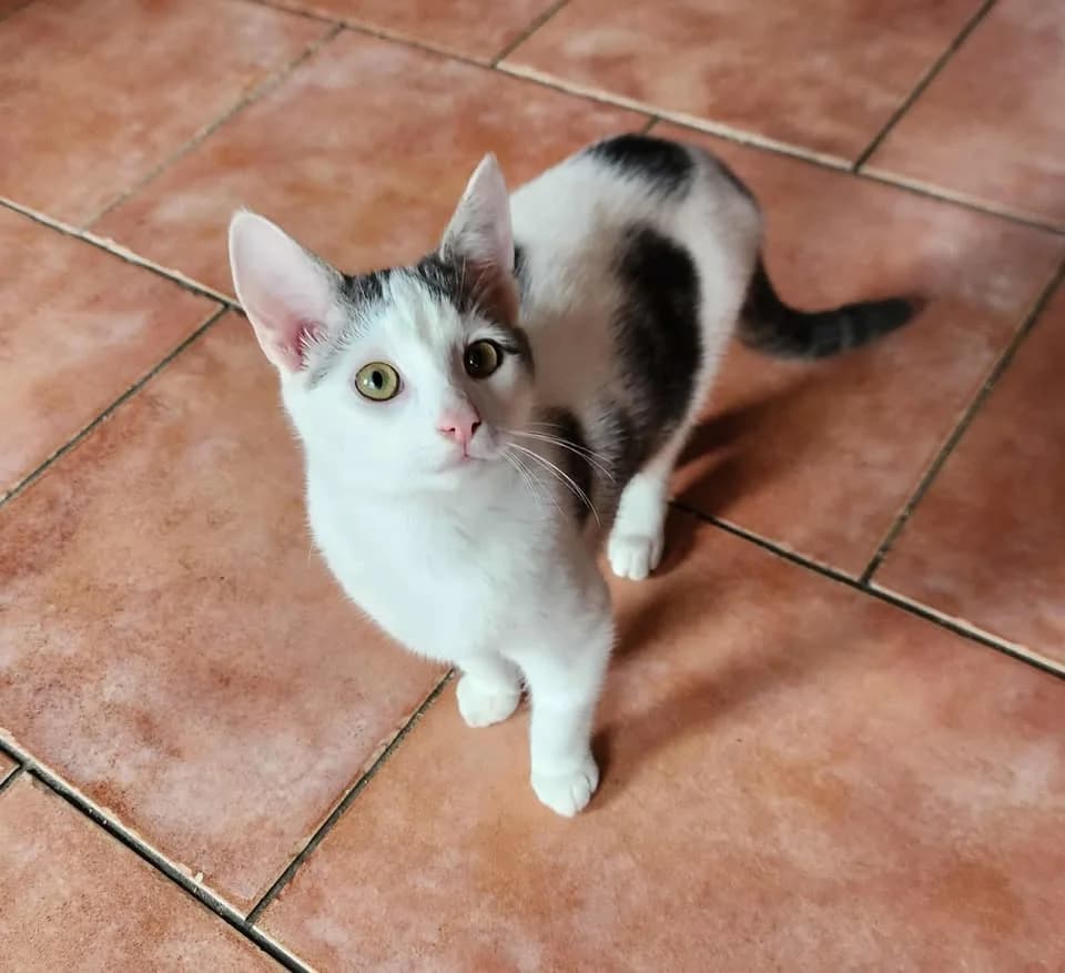 Bandit, male puppy Mixed Breed for adoption at Les Coussinets du Coeur