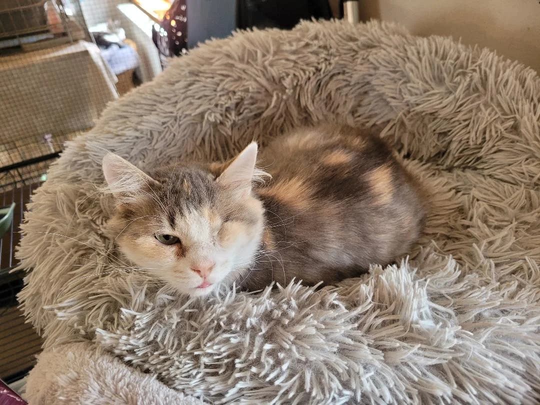 Sansa, female Mixed Breed for adoption at Les Coussinets du Coeur