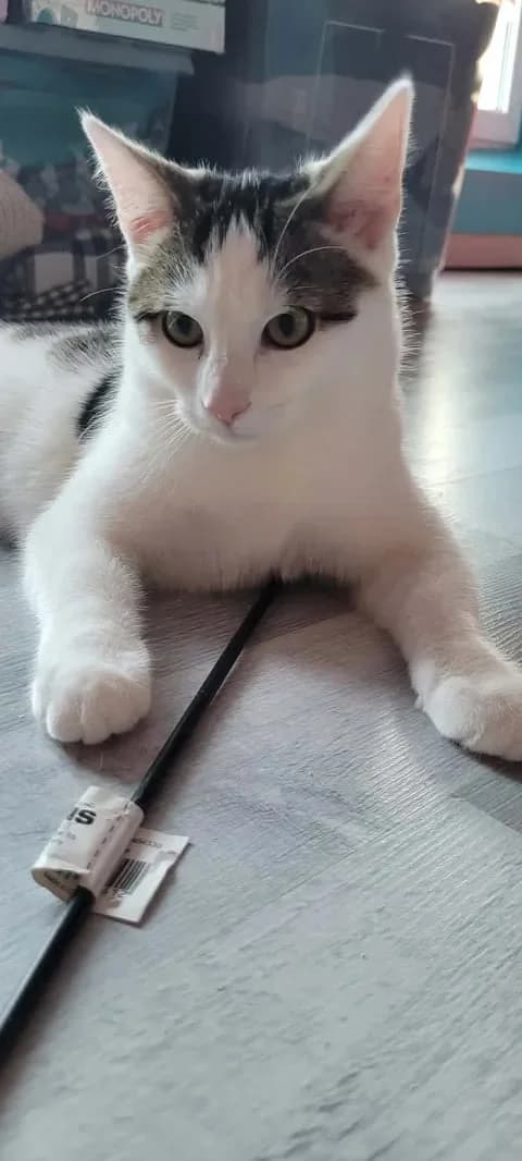 Shy, female Mixed Breed for adoption at Les Coussinets du Coeur