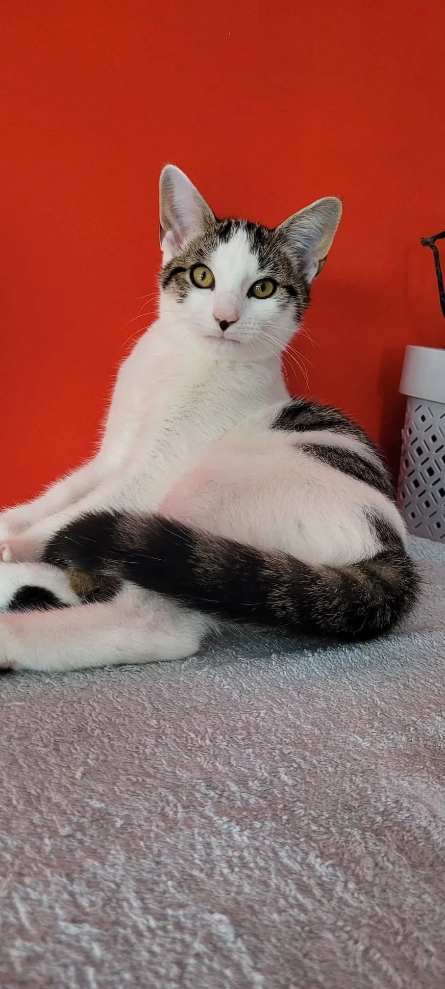 Monroe, female Mixed Breed for adoption at Les Coussinets du Coeur