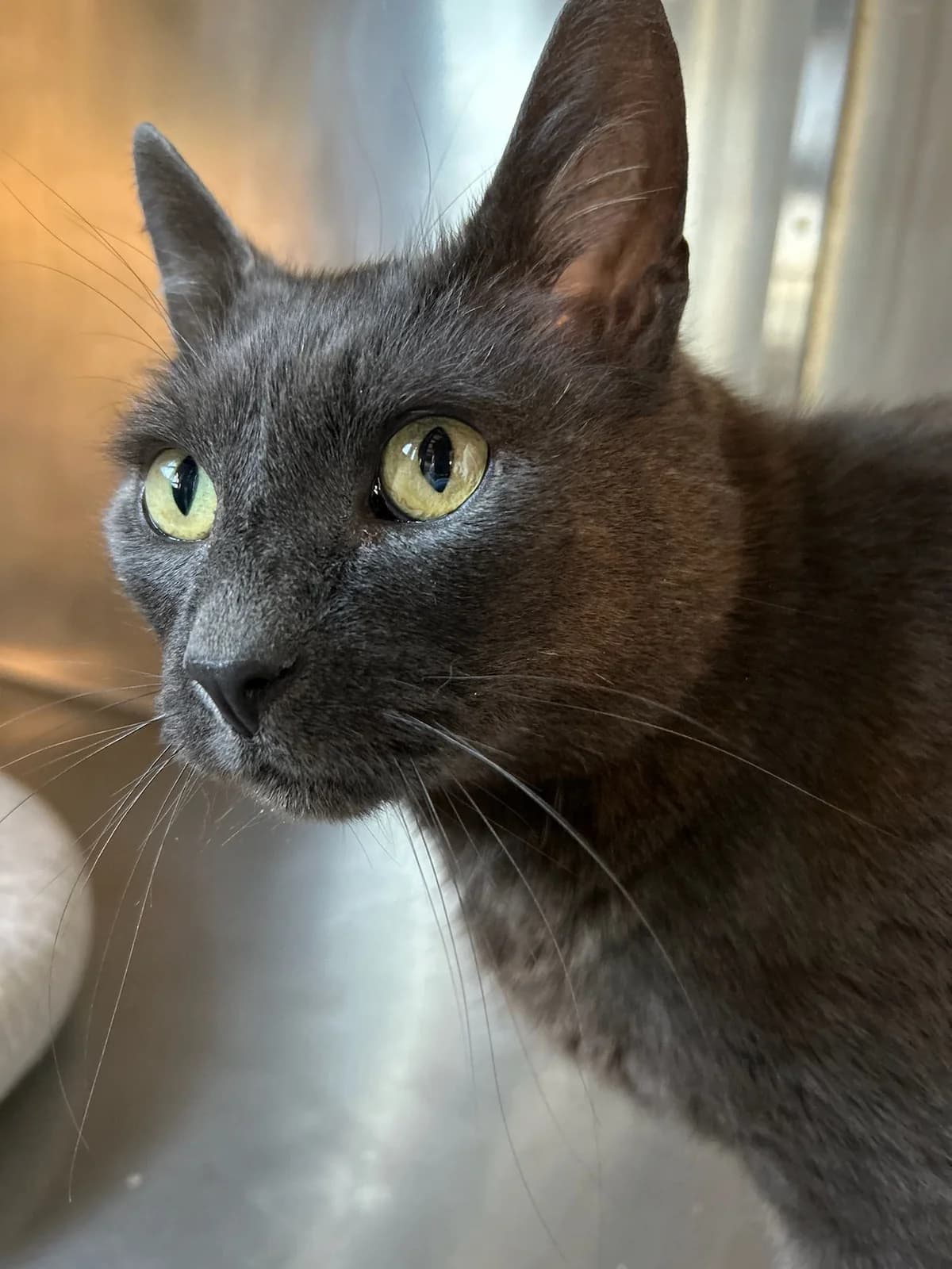 Blue, gris bleu male senior European Shorthair for adoption at Les Petits Vieux ASBL, Chièvres