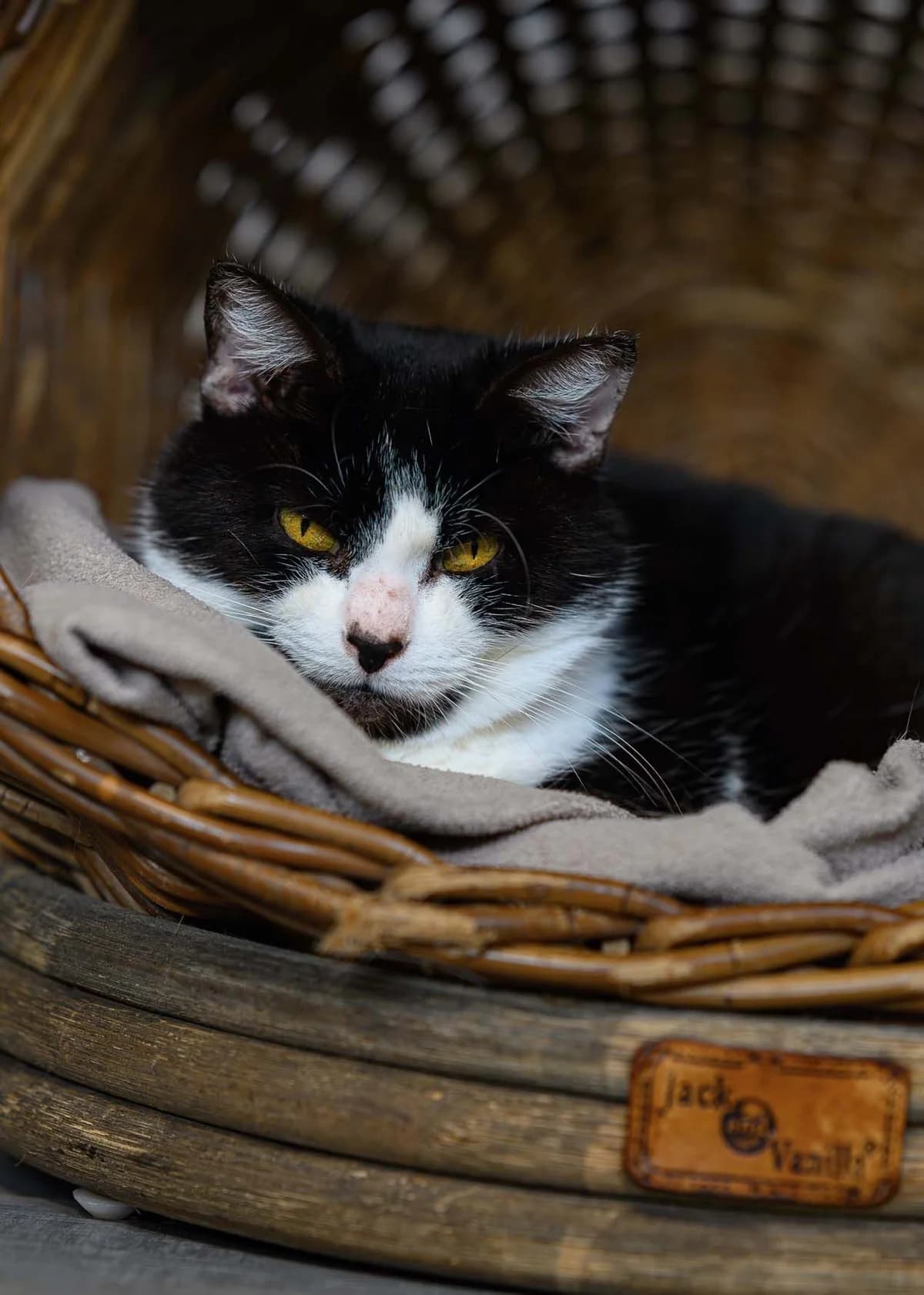 Cacahuète, noir et blanc female senior European Shorthair for adoption at Les Petits Vieux ASBL, Chièvres