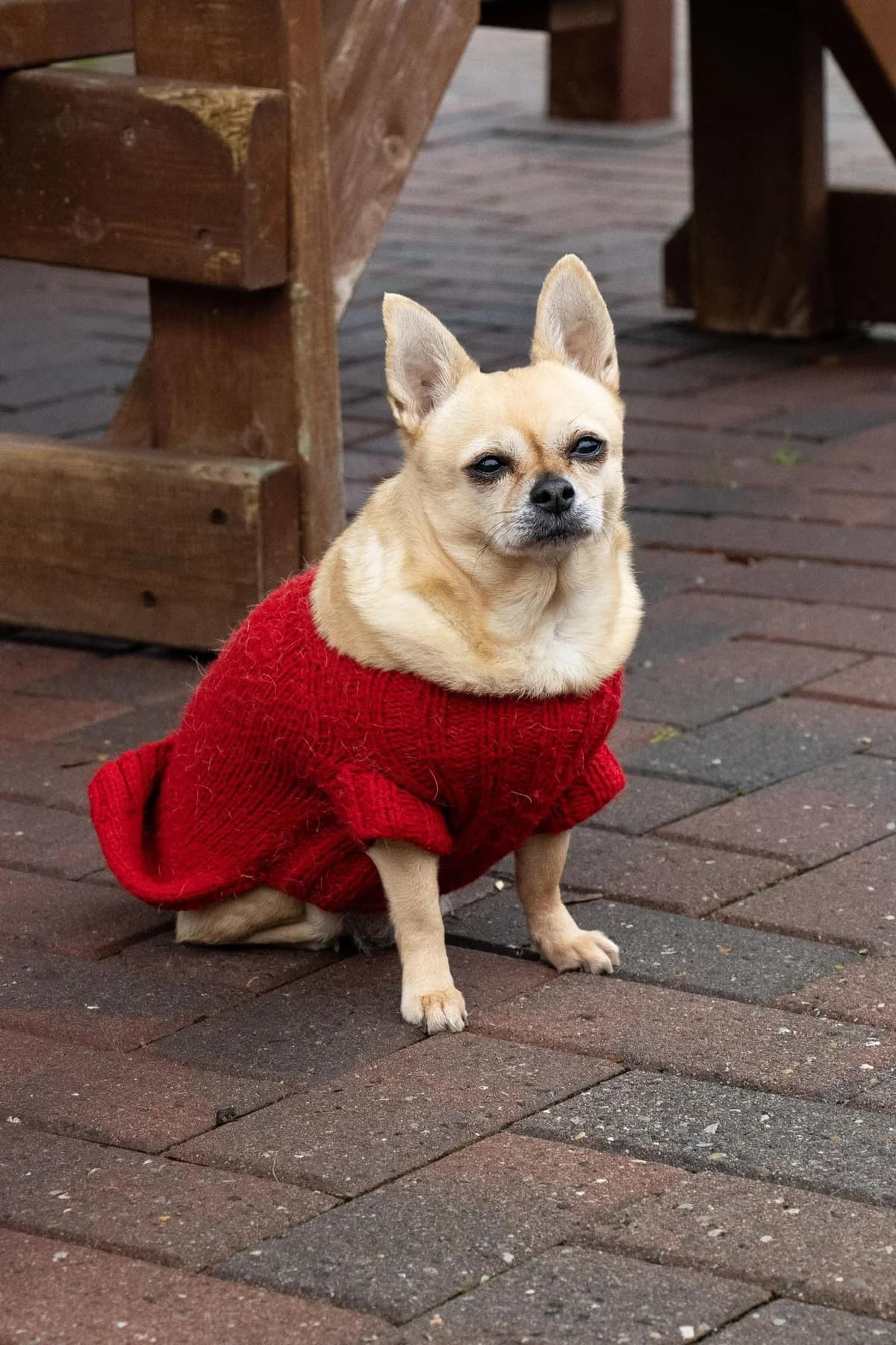 Carla, beige female senior Chihuahua for adoption at Les Petits Vieux ASBL, Chièvres