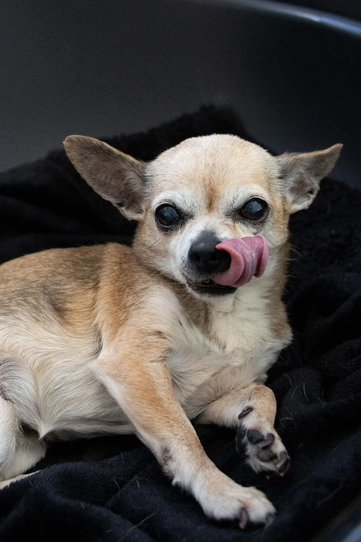 Cawette, fauve female senior Chihuahua for adoption at Les Petits Vieux ASBL, Chièvres