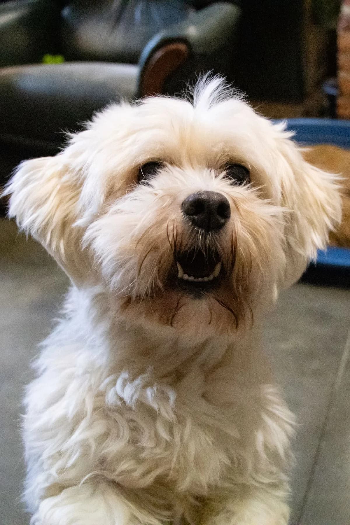 César, blanc male senior Maltese for adoption at Les Petits Vieux ASBL, Chièvres