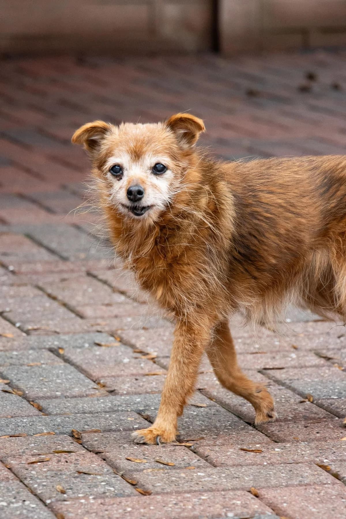 Chouquette, roux female senior Chihuahua for adoption at Les Petits Vieux ASBL, Chièvres