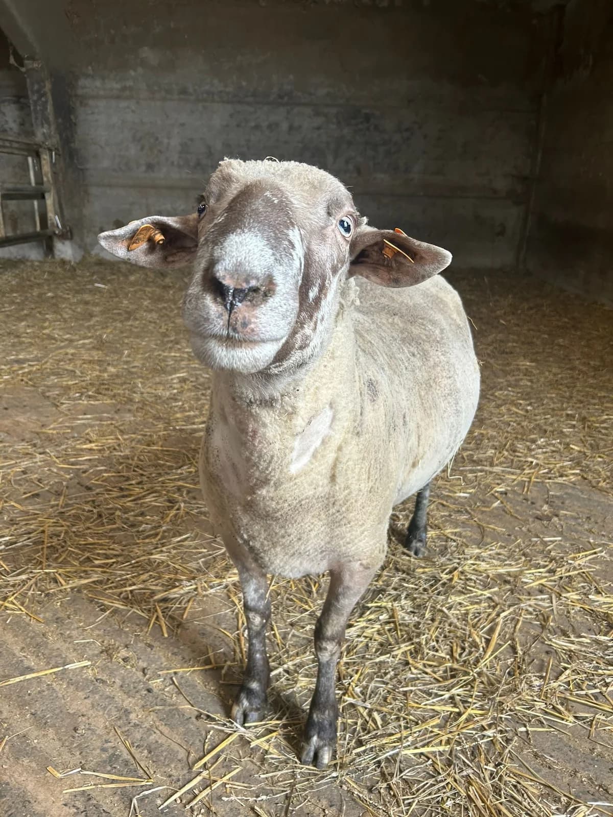 Cordero, blanc male 4yo mixed breed for adoption at Les Petits Vieux ASBL, Chièvres