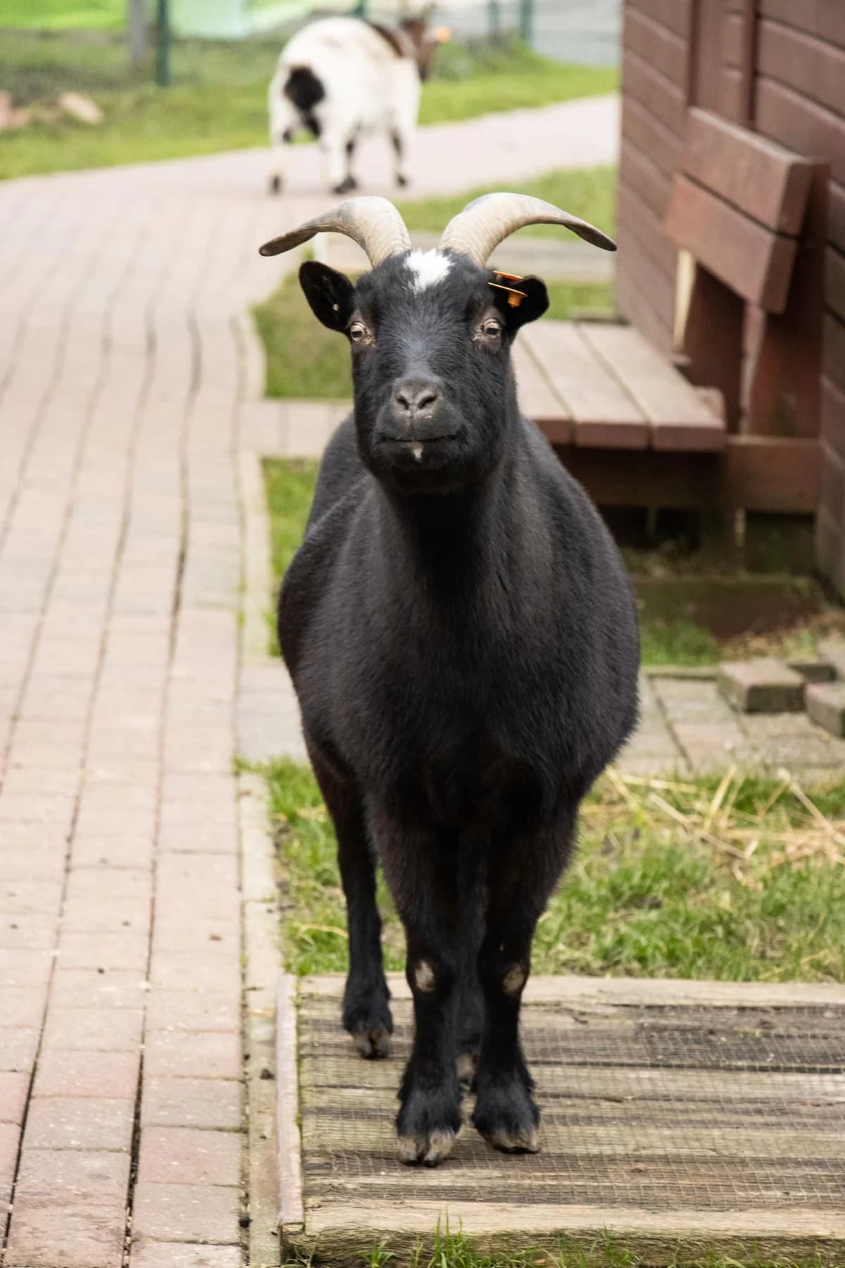 Forman, noir male senior mixed breed for adoption at Les Petits Vieux ASBL, Chièvres
