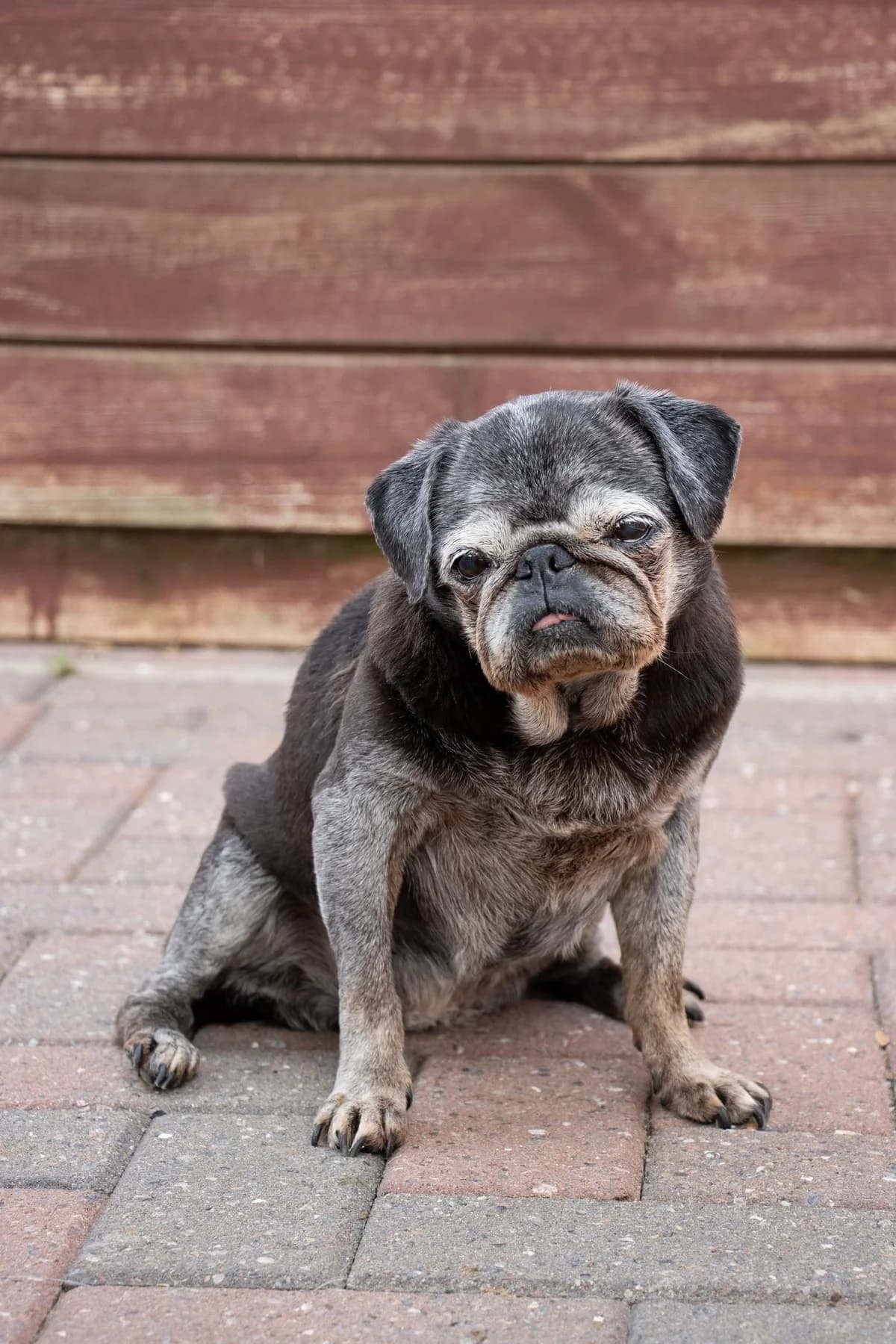 Hope, noir female senior Pug for adoption at Les Petits Vieux ASBL, Chièvres