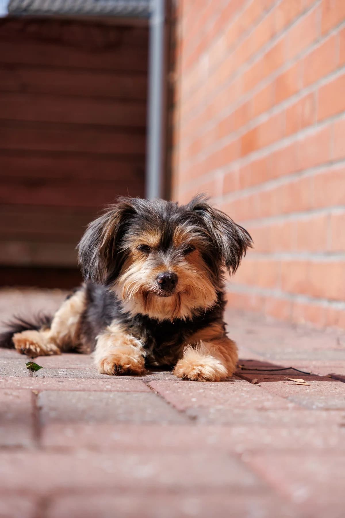 Lady, noir et feu female senior Yorkshire Terrier for adoption at Les Petits Vieux ASBL, Chièvres