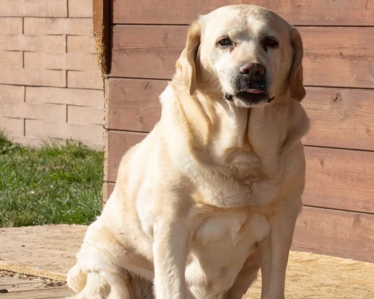 Monica, beige female senior Labrador Retriever for adoption at Les Petits Vieux ASBL, Chièvres