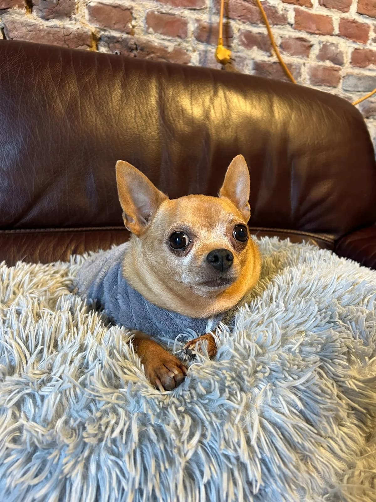 Noël, roux male senior Chihuahua for adoption at Les Petits Vieux ASBL, Chièvres