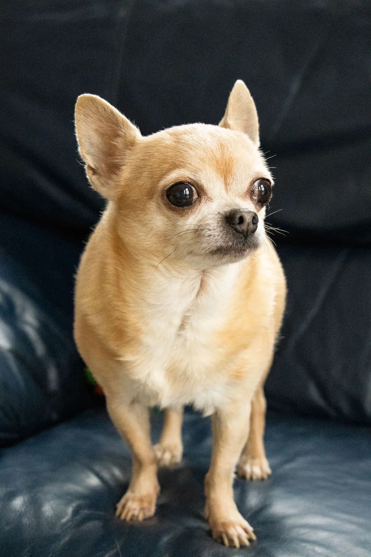 Ody, beige male senior Chihuahua for adoption at Les Petits Vieux ASBL, Chièvres