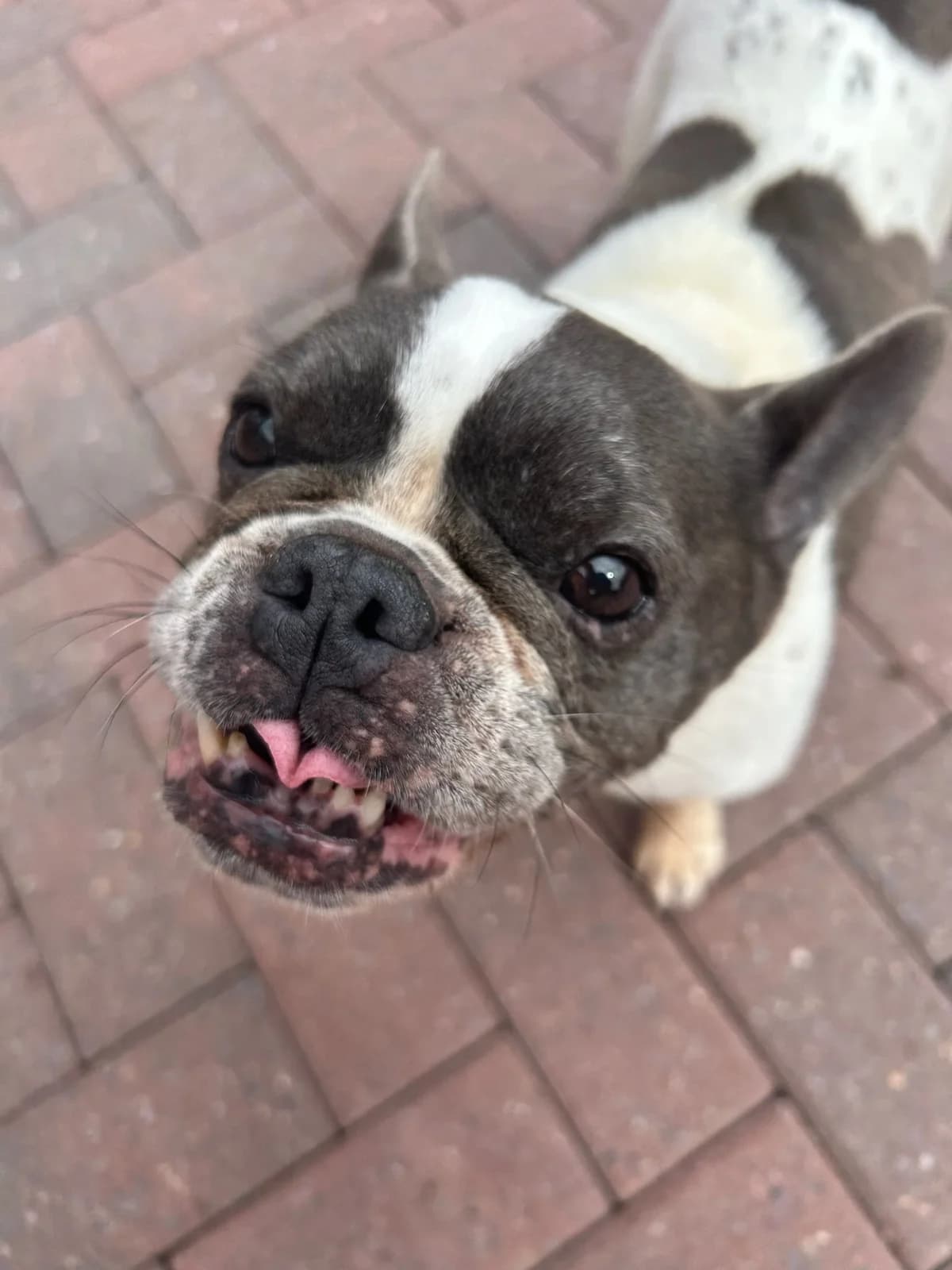 Ohana, blanc et gris female senior French Bulldog for adoption at Les Petits Vieux ASBL, Chièvres