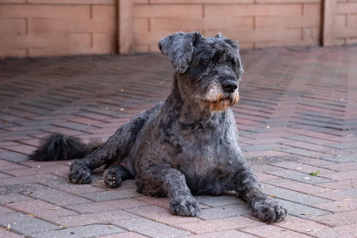 Riga, gris foncé female senior Bouvier des Flandres for adoption at Les Petits Vieux ASBL, Chièvres