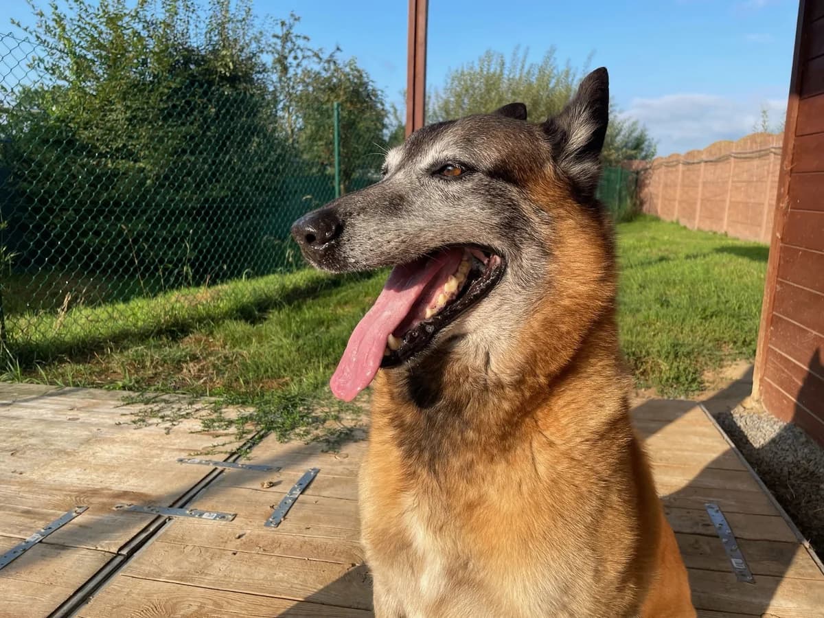 Taiko, noir et feu male senior Belgian Malinois for adoption at Les Petits Vieux ASBL, Chièvres