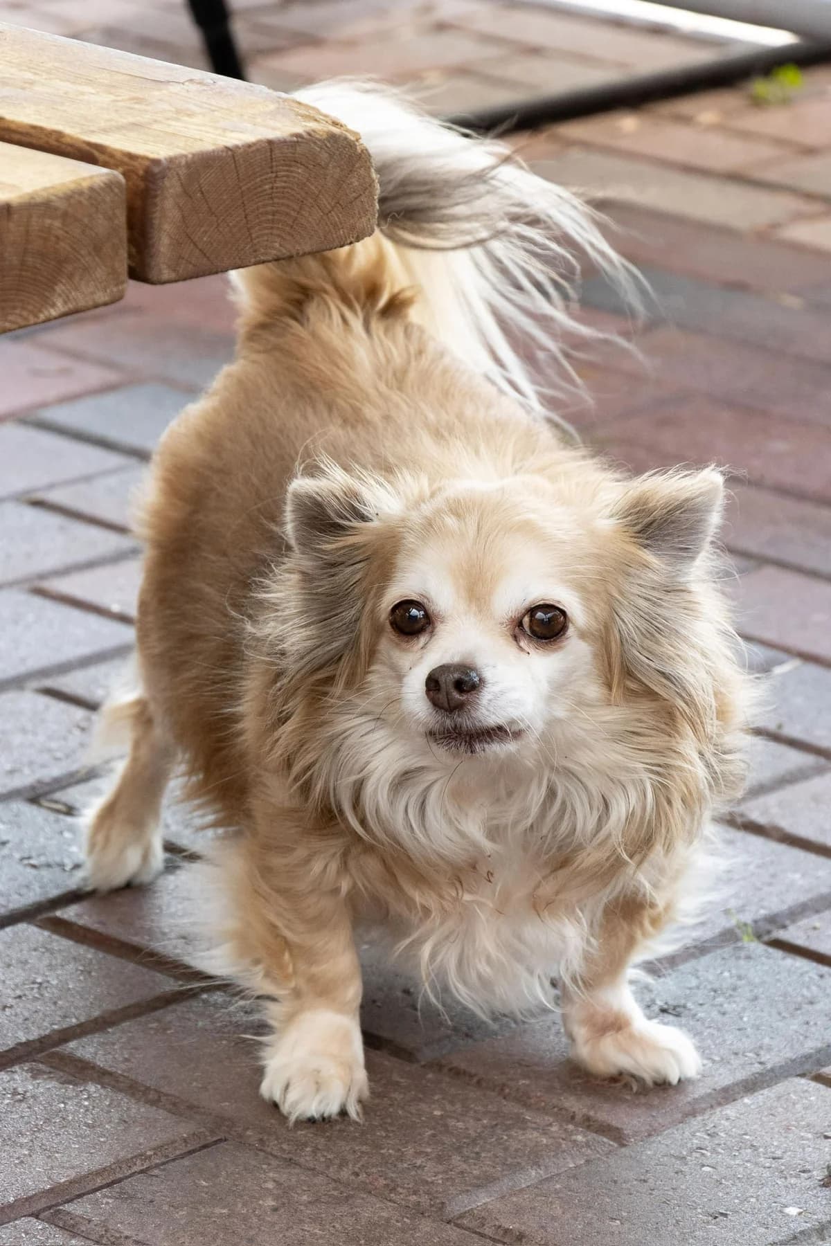 Tiana, beige female senior Chihuahua for adoption at Les Petits Vieux ASBL, Chièvres