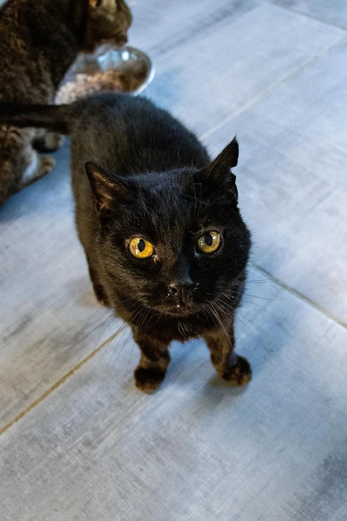 Zazie, noir female senior European Shorthair for adoption at Les Petits Vieux ASBL, Chièvres