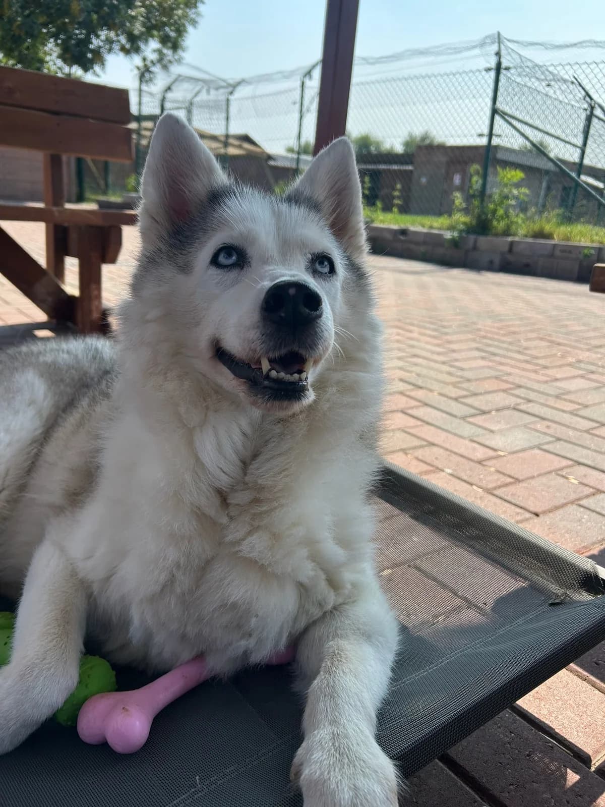 Zola, gris blanc female senior Husky for adoption at Les Petits Vieux ASBL, Chièvres