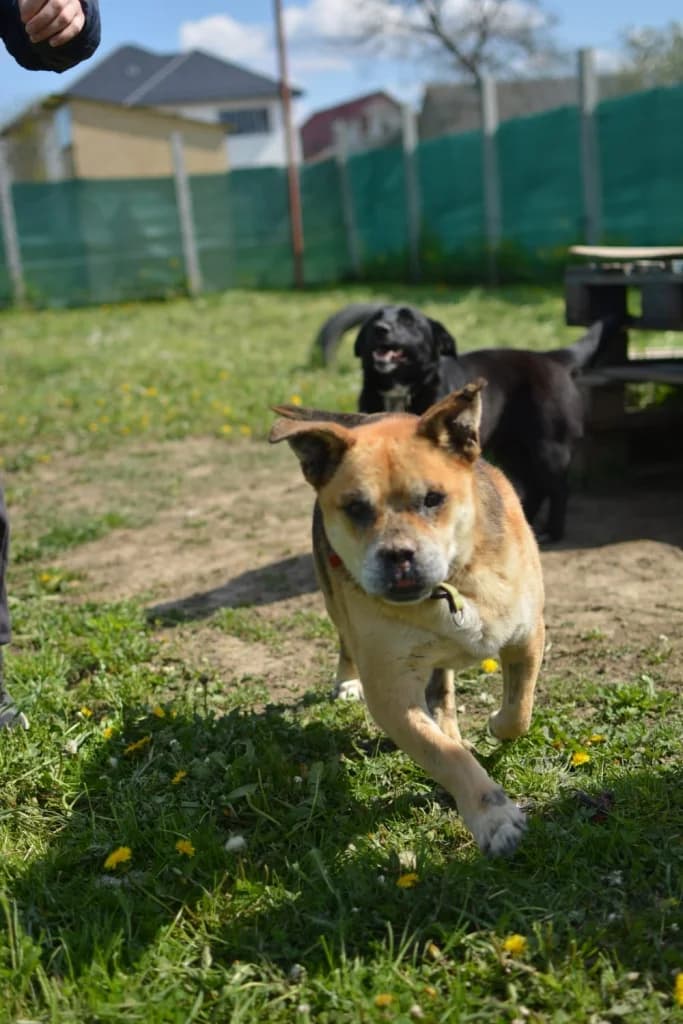 DIAMOND / reu gecastreerd geboren rond maart 2013, male 6yo Mixed Breed for adoption at Mattie