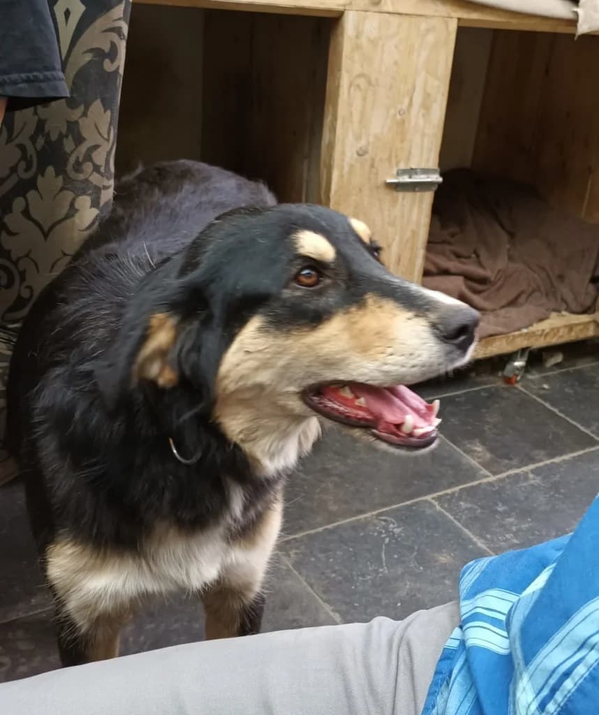 PLUMA gesteriliseerd teefje 14/12/2020, female 5yo Mixed Breed for adoption at Mattie