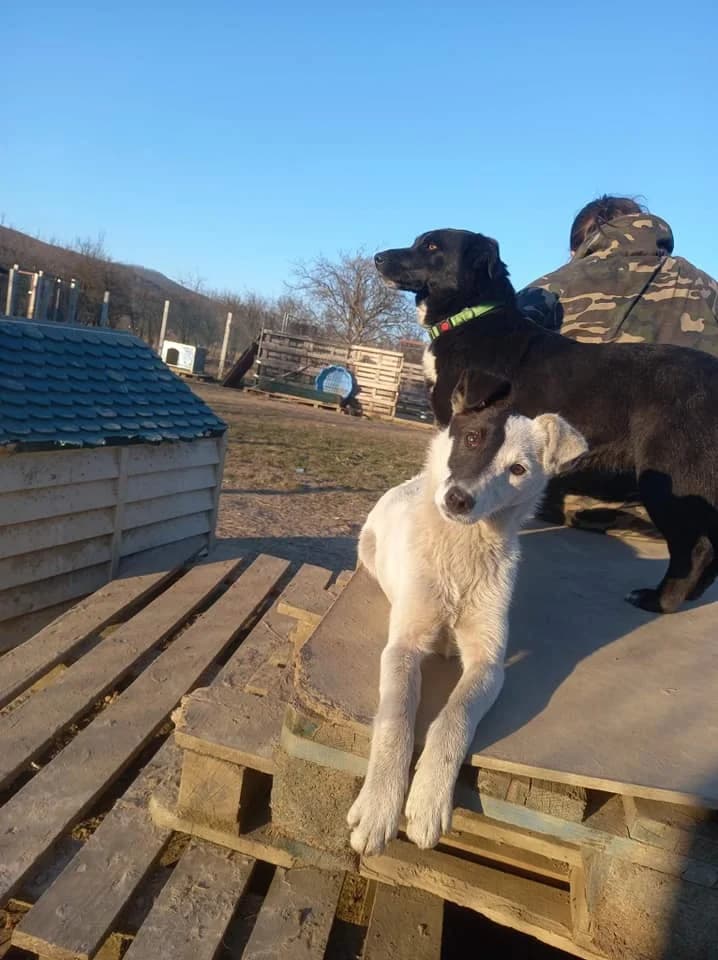 DENI, female Mixed Breed for adoption at Mattie