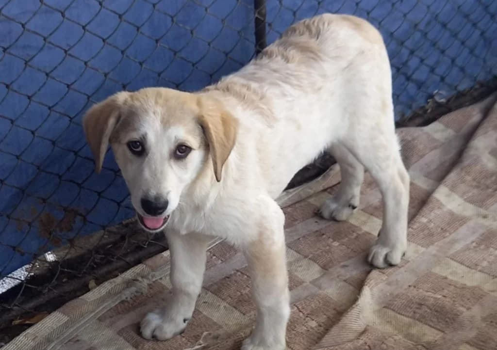 MUFFIN, male 4yo Mixed Breed for adoption at Mattie