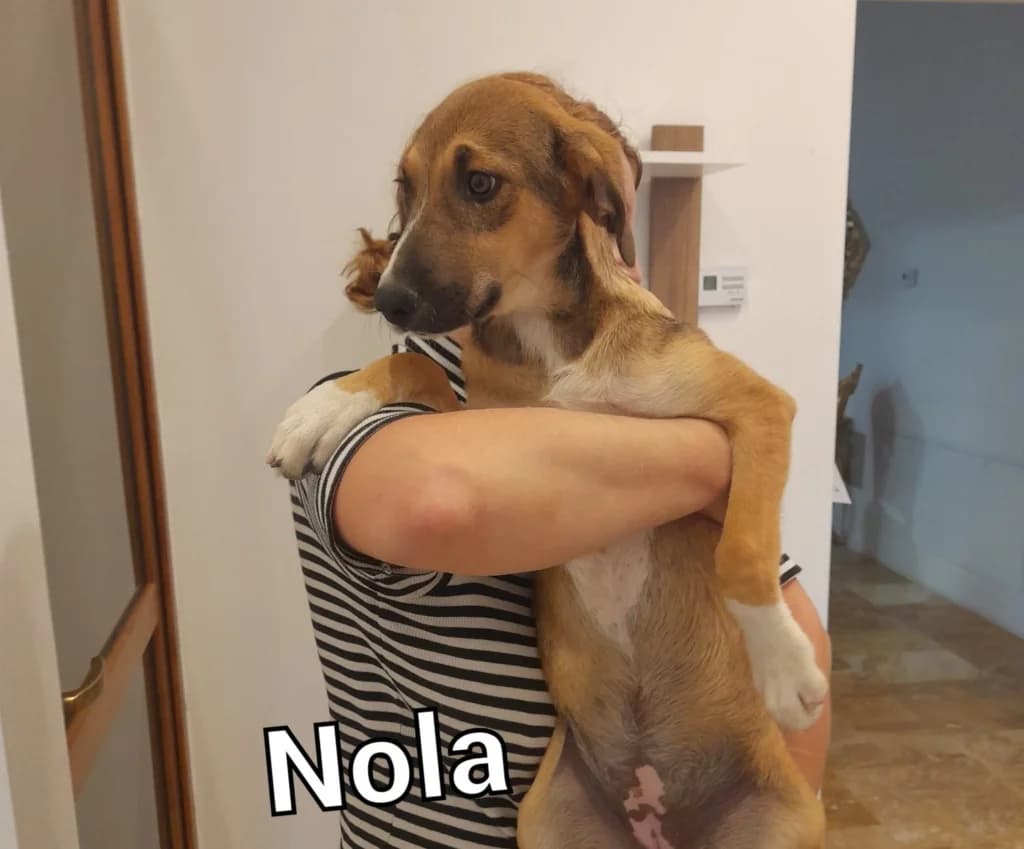Nola, female 4yo Mixed Breed for adoption at Mattie