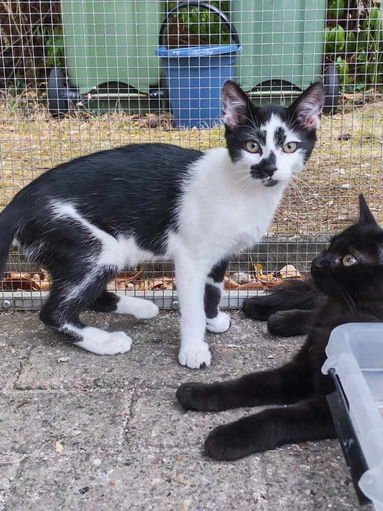 Gaia, zwart-wit female Mixed Breed Cat for adoption at Missie Miauw vzw