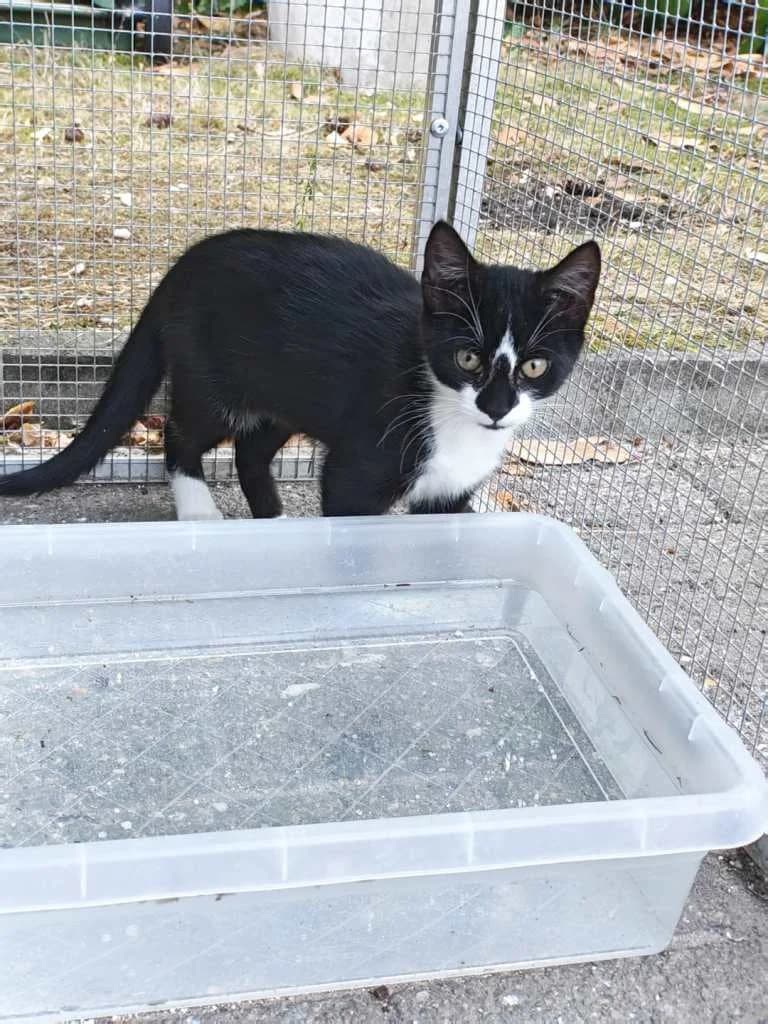 Gecko, zwart-wit male Mixed Breed Cat for adoption at Missie Miauw vzw
