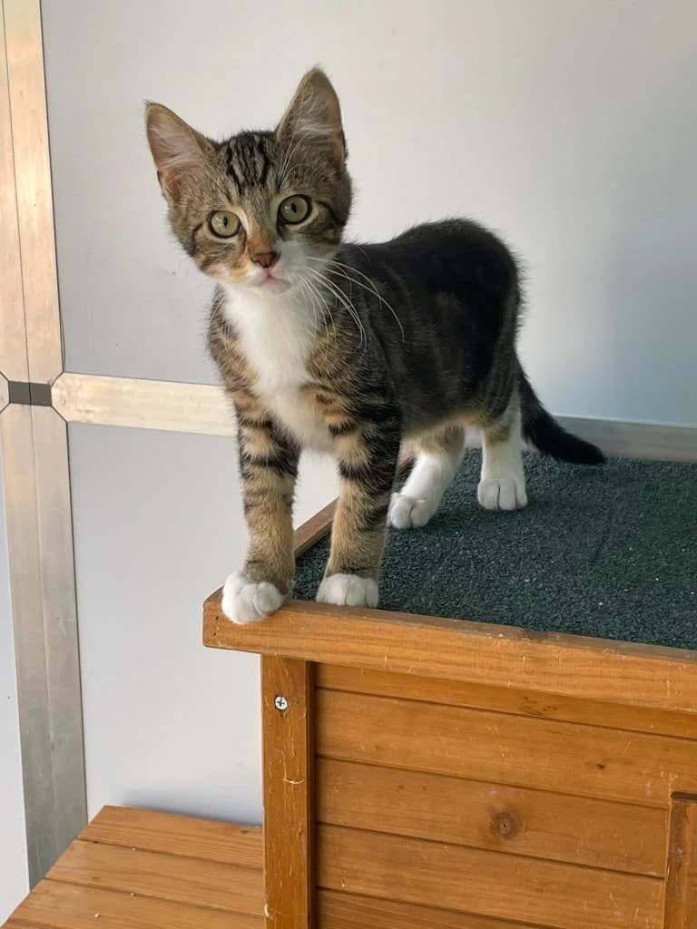 Gust, tijger male Mixed Breed Cat for adoption at Missie Miauw vzw